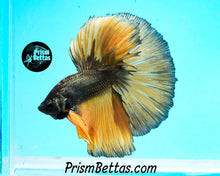 Load image into Gallery viewer, Copper Gas Halfmoon Male