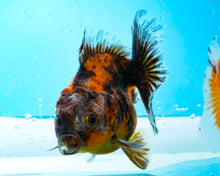 Load image into Gallery viewer, Calico Shogun Godzilla Oranda  (2.5-3 inches) Imported from Thailand