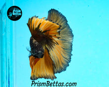 Load image into Gallery viewer, Copper Gas Halfmoon Male