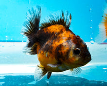 Load image into Gallery viewer, Calico Shogun Godzilla Oranda  (2.5-3 inches) Imported from Thailand