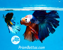 Load image into Gallery viewer, Marble Halfmoon Male