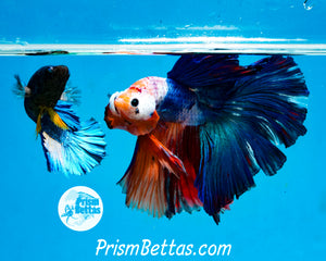 Marble Halfmoon Male