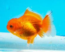 Load image into Gallery viewer, Orange Shogun Godzilla Oranda  (2.5-3 inches) Imported from Thailand