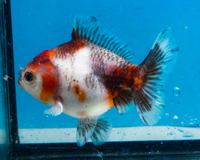 Kirin Calico Shogun Godzilla Oranda Goldfish (2.75 inches). Imported from Thailand