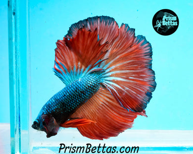 Blue Fire Halfmoon Male