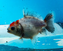 Load image into Gallery viewer, Kirin Shogun Godzilla Oranda  (2.5-3 inches) Imported from Thailand