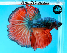 Load image into Gallery viewer, Blue Fire Halfmoon Male