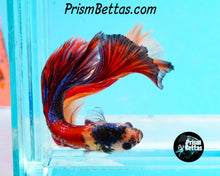 Load image into Gallery viewer, Candy Koi Halfmoon Male