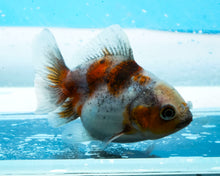 Load image into Gallery viewer, Kirin Shogun Godzilla Oranda  (2.5-3 inches) Imported from Thailand