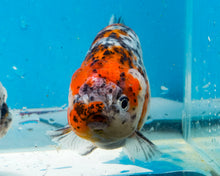 Load image into Gallery viewer, Calico Ranchu  (3.5-4 inches) Imported from Thailand