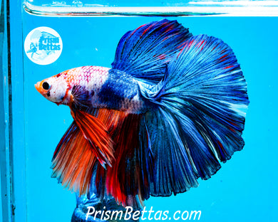 Marble Halfmoon Male