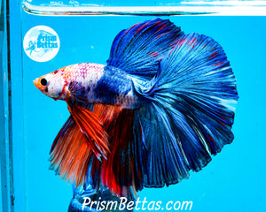 Marble Halfmoon Male