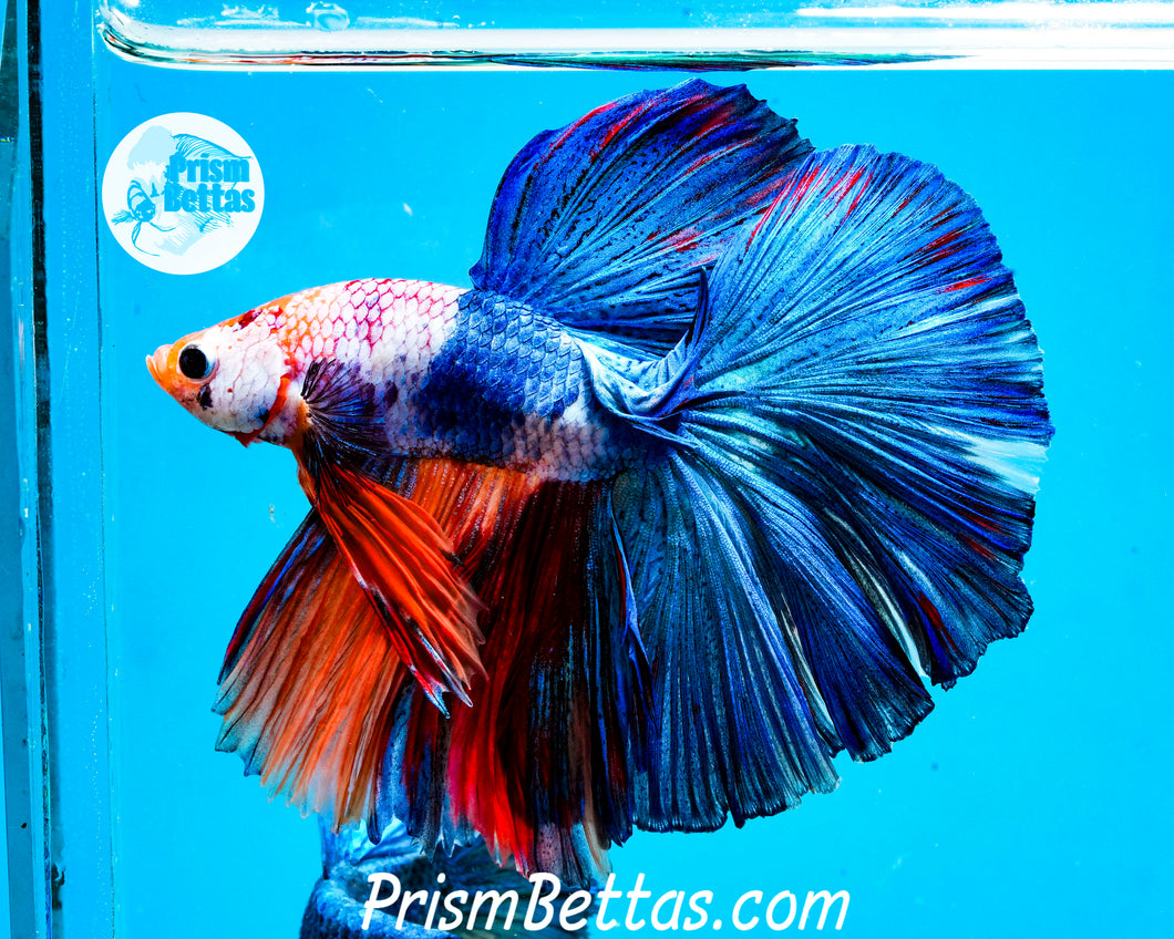 Marble Halfmoon Male