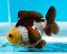 Load image into Gallery viewer, Panda Oranda  (2.75-3.5 inches) Imported from Thailand