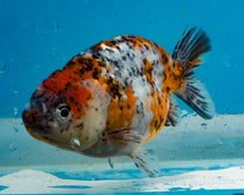 Load image into Gallery viewer, Calico Ranchu  (3.5-4 inches) Imported from Thailand