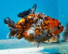 Load image into Gallery viewer, Calico Ranchu  (3.5-4 inches) Imported from Thailand