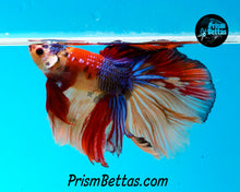 Load image into Gallery viewer, Candy Koi Halfmoon Male