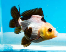 Load image into Gallery viewer, Panda Oranda  (2.75-3.5 inches) Imported from Thailand