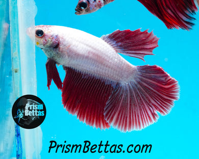 Red Dragon Halfmoon Male