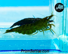 Load image into Gallery viewer, Green Hulk Neocardina Shrimp 5 pack A Grade