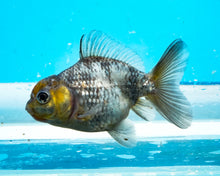 Load image into Gallery viewer, Kirin Shogun Godzilla Oranda  (2.5-3 inches) Imported from Thailand