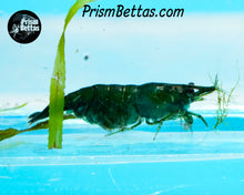Load image into Gallery viewer, Green Hulk Neocardina Shrimp 5 pack A Grade