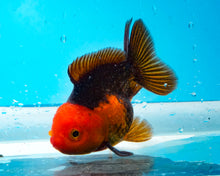 Load image into Gallery viewer, Apache Oranda  (2.75-3.5 inches) Imported from Thailand