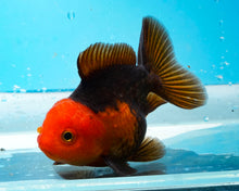 Load image into Gallery viewer, Apache Oranda  (2.75-3.5 inches) Imported from Thailand