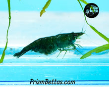 Load image into Gallery viewer, Green Hulk Neocardina Shrimp 5 pack A Grade