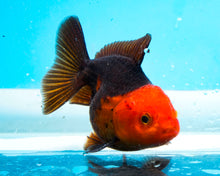 Load image into Gallery viewer, Apache Oranda  (2.75-3.5 inches) Imported from Thailand