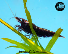 Load image into Gallery viewer, Black Rose Neocardina Shrimp 5 pack
