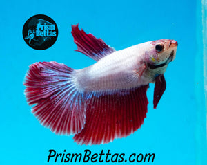 Red Dragon Halfmoon Male