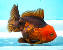 Load image into Gallery viewer, Apache Oranda  (2.75-3.5 inches) Imported from Thailand