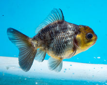 Load image into Gallery viewer, Kirin Shogun Godzilla Oranda  (2.5-3 inches) Imported from Thailand