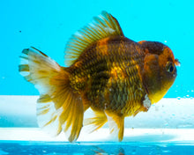 Load image into Gallery viewer, Calico Shogun Godzilla Oranda  (2.75-3.5 inches) Imported from Thailand