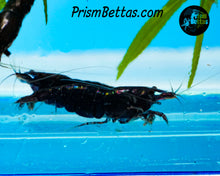 Load image into Gallery viewer, Black Rose Neocardina Shrimp 5 pack