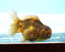Load image into Gallery viewer, Calico Shogun Godzilla Oranda  (2.75-3.5 inches) Imported from Thailand