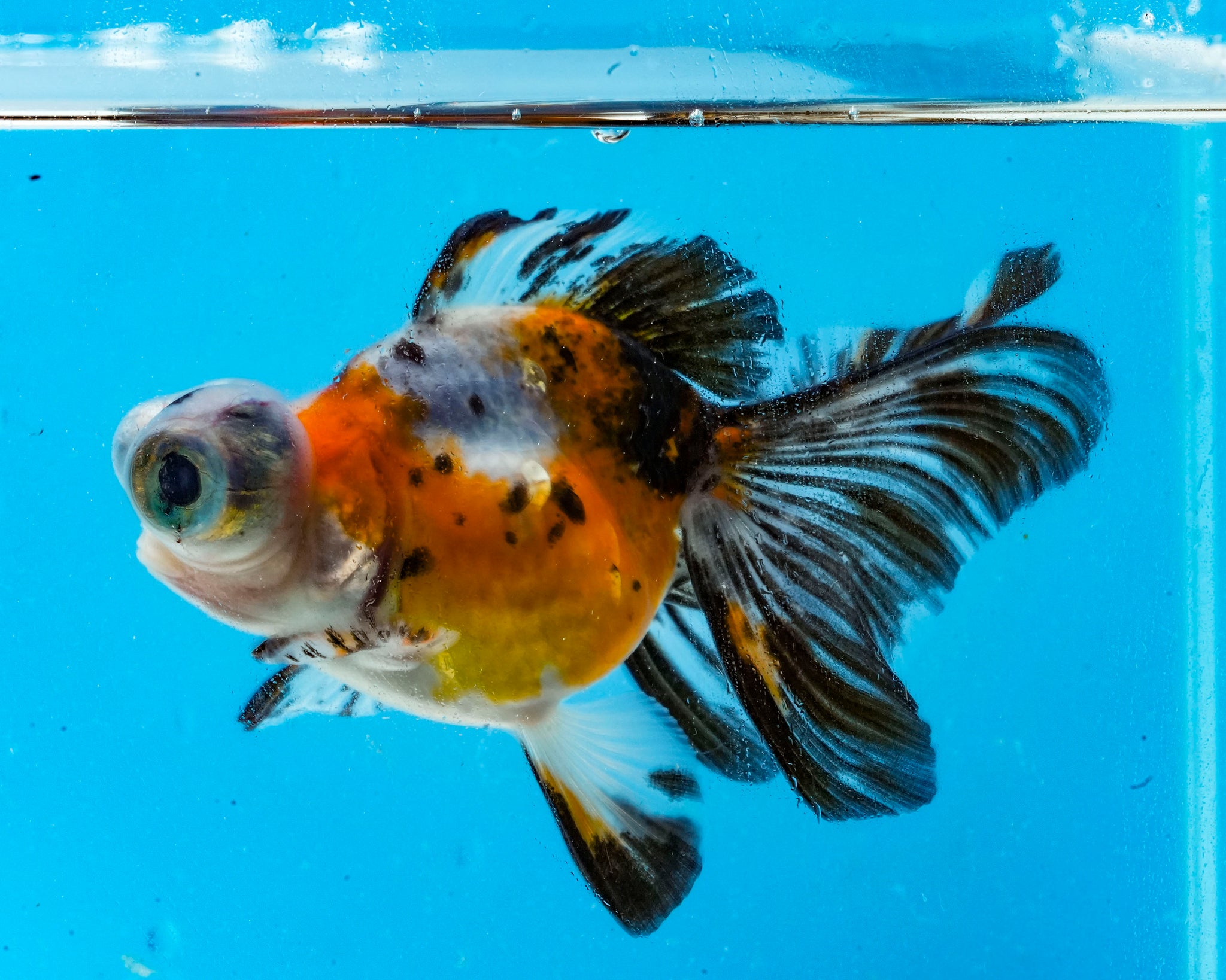 Telescope and Fantail Goldfish – Prism Bettas, image size:2048x1638