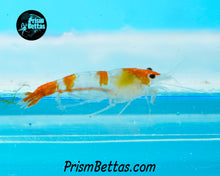 Load image into Gallery viewer, Sunkist Rili Neocardina Shrimp 5 pack B Grade