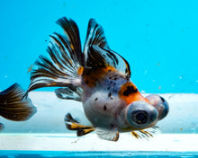 Load image into Gallery viewer, Calico Butterfly Telescope (3-4 inches) Imported from Thailand