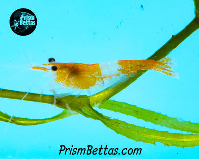 Sunkist Rili Neocardina Shrimp 5 pack B Grade
