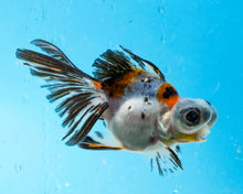 Load image into Gallery viewer, Calico Butterfly Telescope (3-4 inches) Imported from Thailand