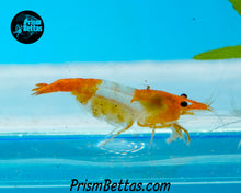 Load image into Gallery viewer, Sunkist Rili Neocardina Shrimp 5 pack B Grade