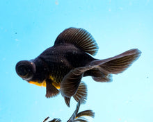 Load image into Gallery viewer, Black Butterfly Telescope (3-4 inches) Imported from Thailand