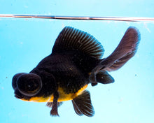 Load image into Gallery viewer, Black Butterfly Telescope (3-4 inches) Imported from Thailand