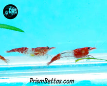 Load image into Gallery viewer, Red Rili Neocardina Shrimp 5 pack B Grade