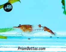 Load image into Gallery viewer, Red Rili Neocardina Shrimp 5 pack B Grade