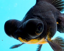 Load image into Gallery viewer, Black Butterfly Telescope (3-4 inches) Imported from Thailand