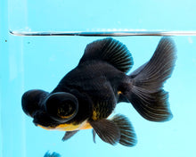 Load image into Gallery viewer, Black Butterfly Telescope (3-4 inches) Imported from Thailand