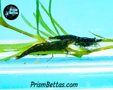 Green Jade Neocardina Shrimp 5 pack B Grade